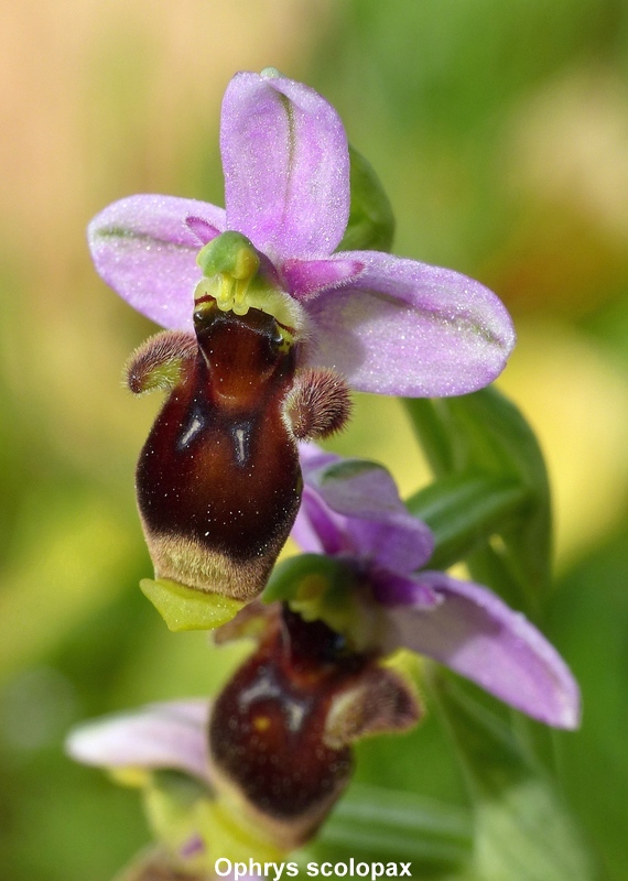 Andalusia: le orchidee e Grandi Pietre  marzo-aprile 2023.